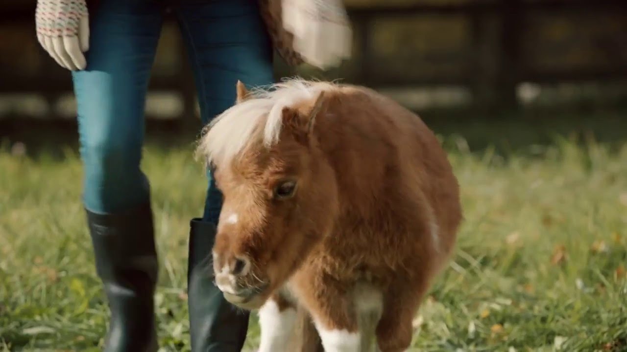 A Lonely Little Horse (Amazon TV Ad)